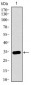 MAPK14 Antibody